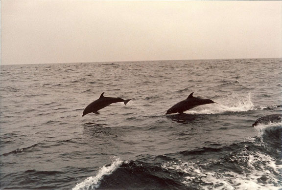 Dolphins at Sea