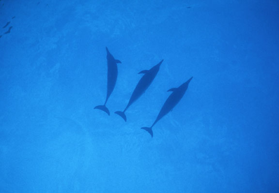 Hawaiian Spinner Dolphins, Seen From Below