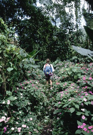 Hiking through jungle